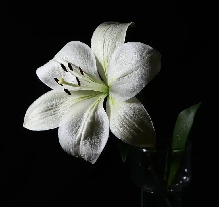 Arrangements for Randy Jostes